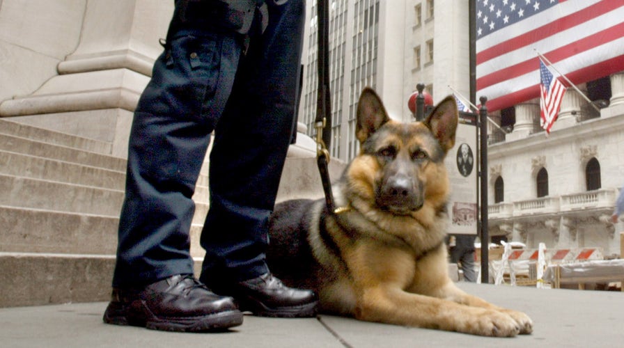 TSA asking for bomb sniffing dogs to speed up security check
