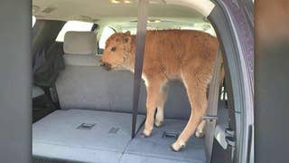 Bison calf euthanized after being taken by tourists - Fox News