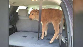 Baby bison euthanized after Yellowstone tourists put it in their SUV