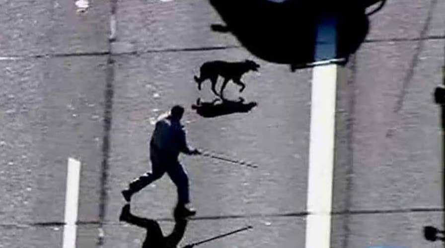 Owner sees missing dog running from police on the news