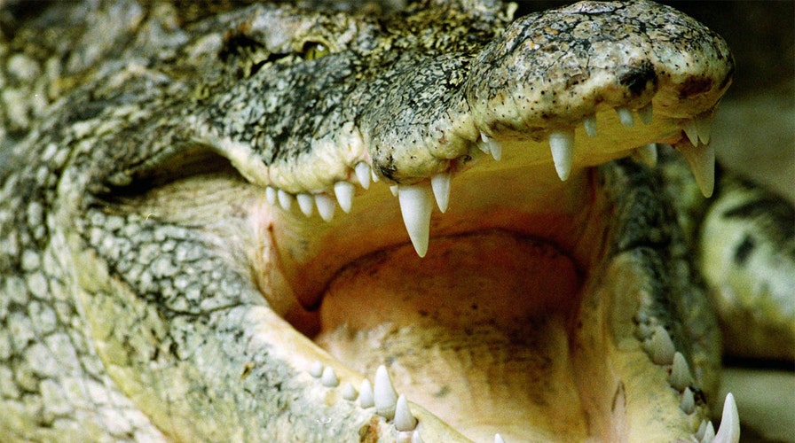 Three Nile crocodiles found in Florida swamps