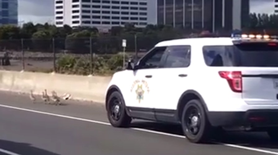 Goslings lead cops on mild goose chase