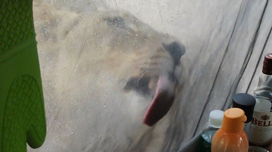 Lions lick water off tent as campers sit quietly inside