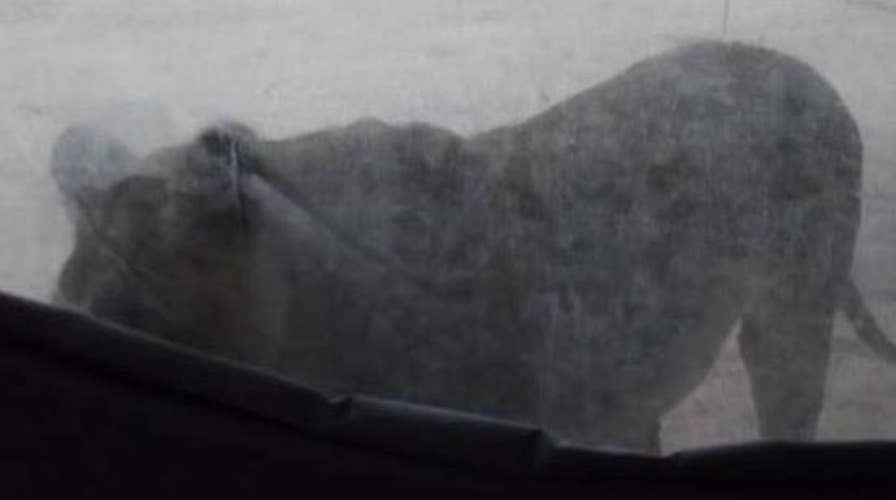 Camping couple awakes to 3 lions licking tent