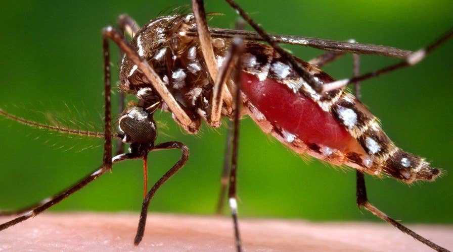 What you need to know about the Zika virus