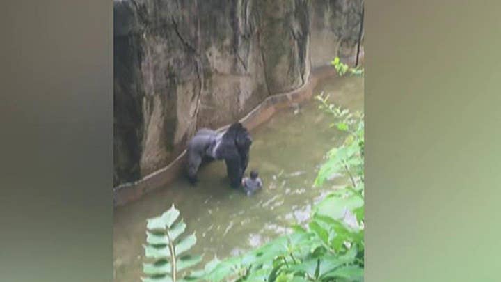 Cincinnati Zoo kills gorilla after boy falls into enclosure