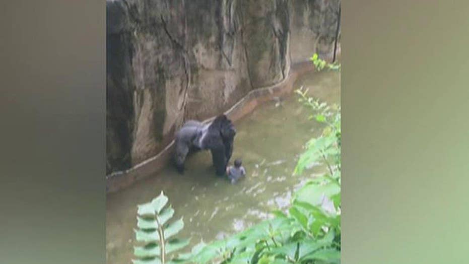 Cincinnati Zoo S Killing Of Gorilla To Rescue 4 Year Old Boy Sparks Outrage Fox News