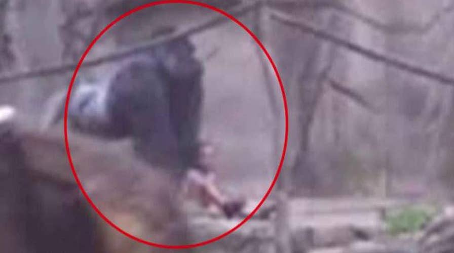 Video shows gorilla dragging child in Cincinnati Zoo
