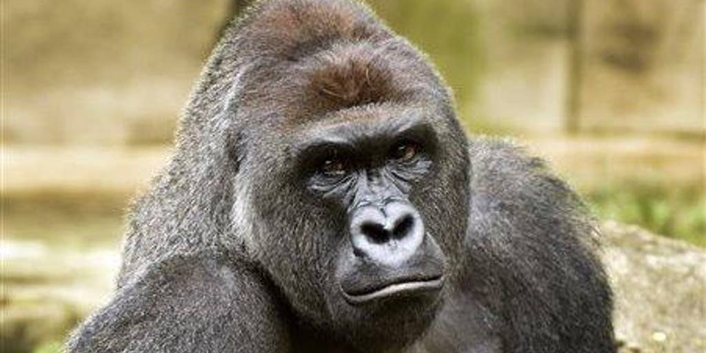 Cincinnati Zoo Tragedy Why Do Some Care More About A Gorilla Than A Child Fox News