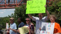Zoo that killed 400-pound silverback Harambe to protect boy 'stands by decision'