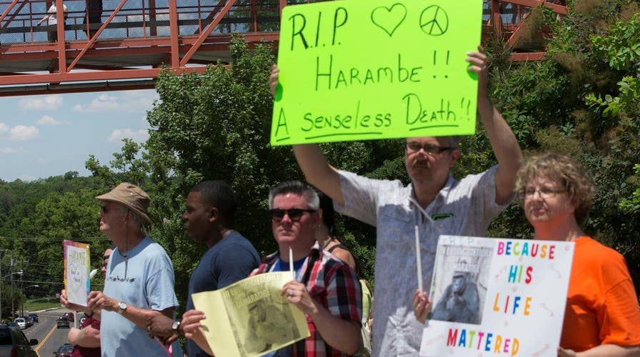 Cincinnati Zoo under fire for killing gorilla