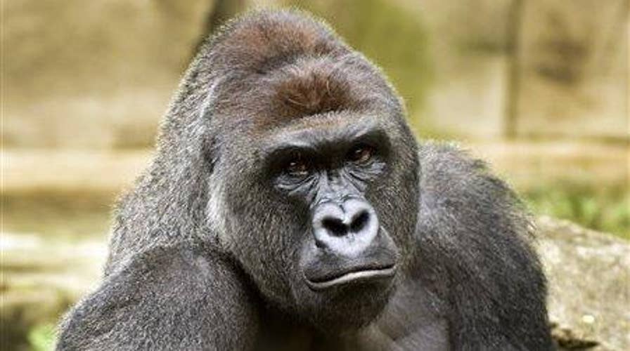 Misplaced outrage over zoo's decision to kill gorilla?