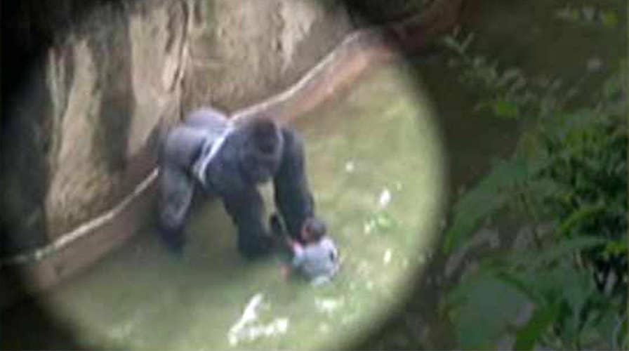 Why didn't the Cincinnati zoo tranquilize the gorilla?
