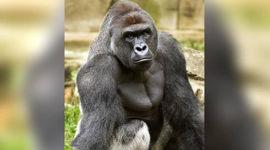 Criminal charges mulled in zoo's killing of gorilla