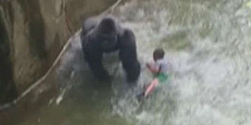 Barrier In Cincinnati Zoo S Harambe Exhibit Failed To Meet Standards Feds Say Fox News
