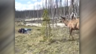 Elk charges tourist at Yellowstone National Park - Fox News