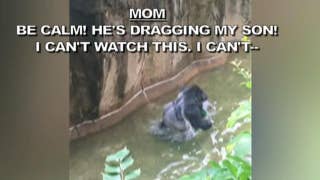 911 call from gorilla encounter released - Fox News