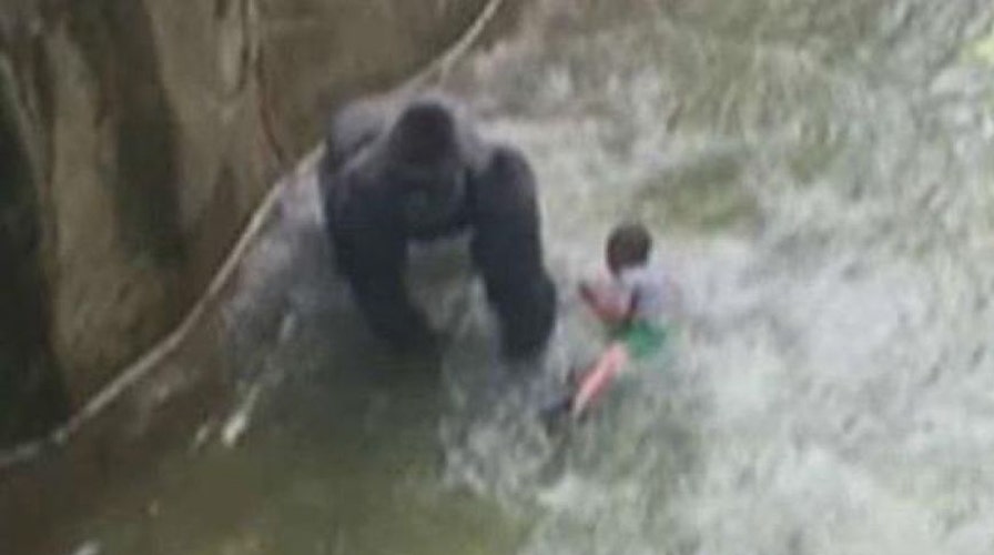 Cincinnati Zoo gorilla death: Who is to blame?