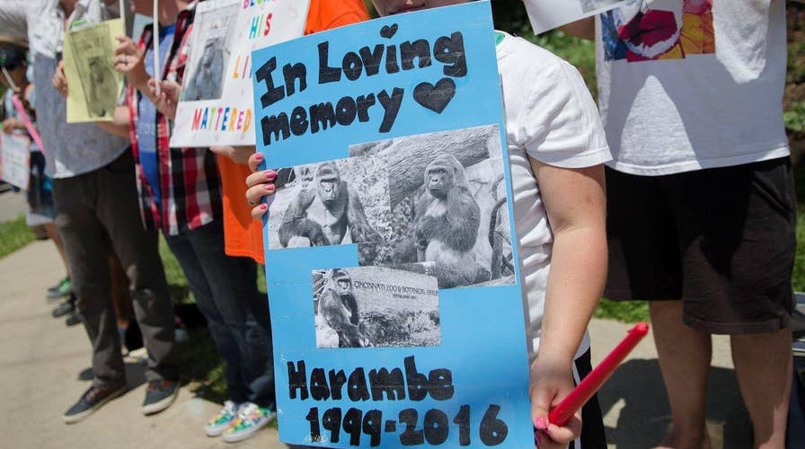 Police investigate parents of boy rescued from gorilla