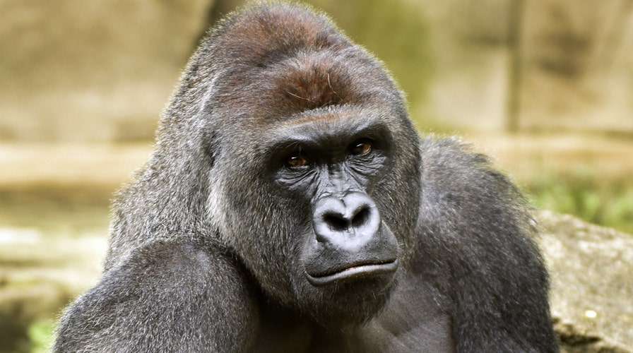 Investigation into Cincinnati gorilla incident sparks debate