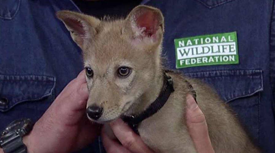 Which wild backyard critters are safe to approach?