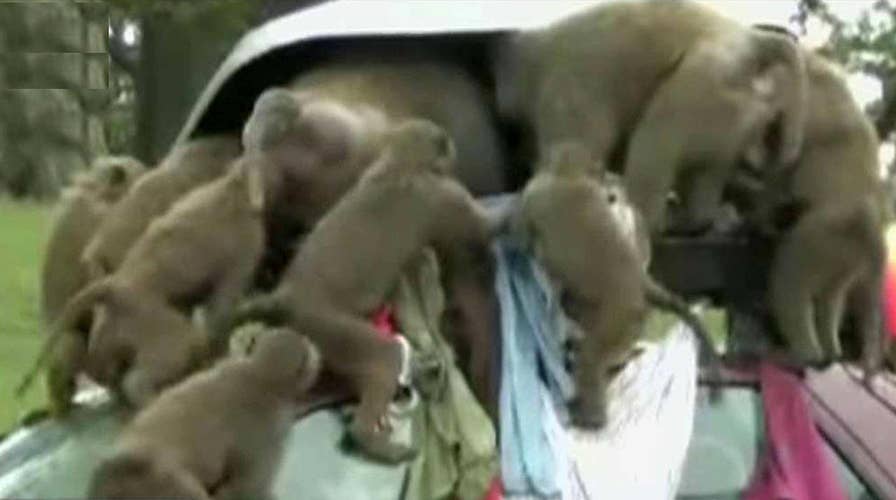 Kennedy's Topical Storm: Thieving Monkey Caught on Camera