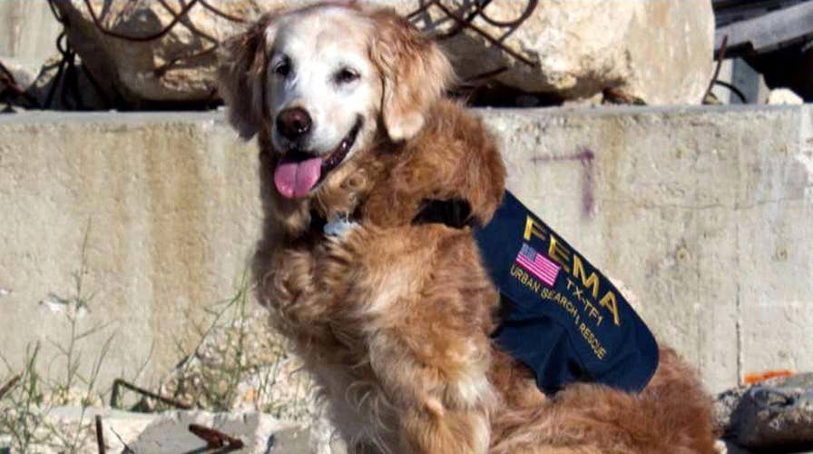 Hero's salute for last surviving 9/11 search dog