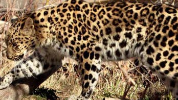 Utah zoo tranquilizes leopard that escaped from pen