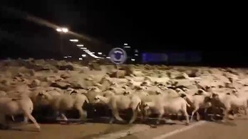 Giant flock of sheep invades city after shepherd falls asleep