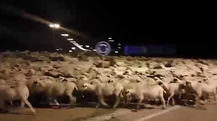 Shepherd falls asleep, sheep hit the town