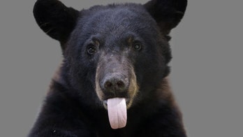 Black bear opens car door, terrifies family driving through Yellowstone