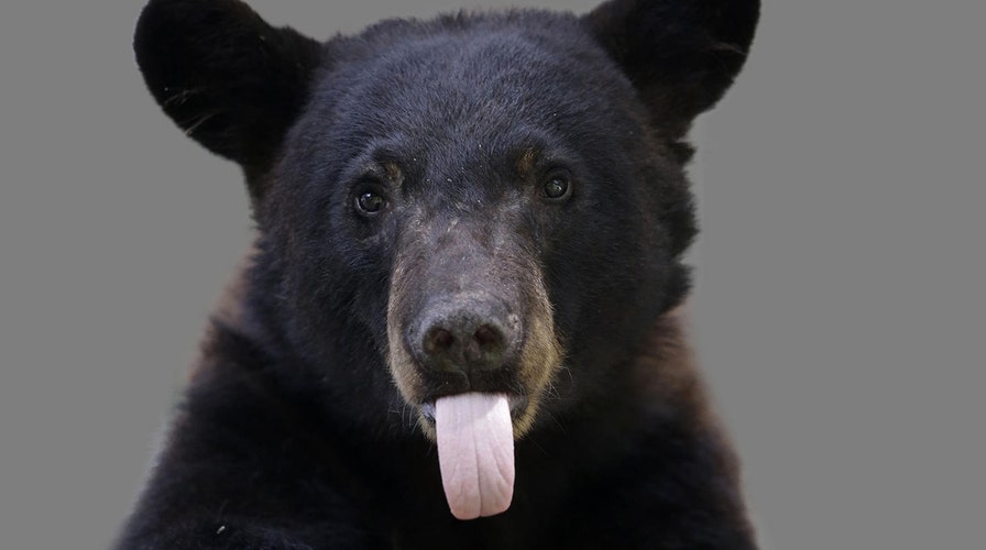 Bear kisses sunbathing woman