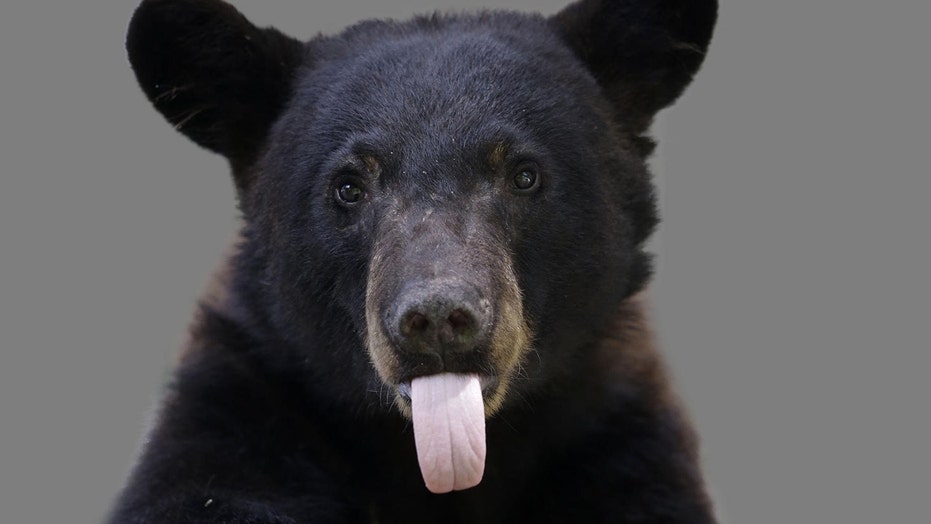 Black Bear Opens Car Door Terrifies Family Driving Through