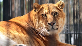 Zoos ‘not appropriate in 2017,' CEO of travel company says