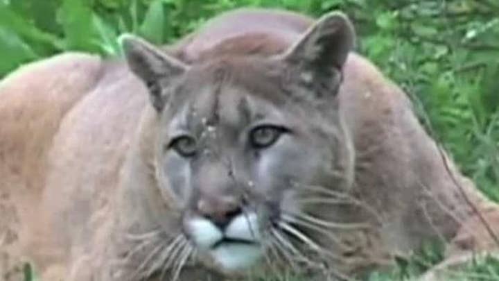 Courageous mom fights off mountain lion attacking her son