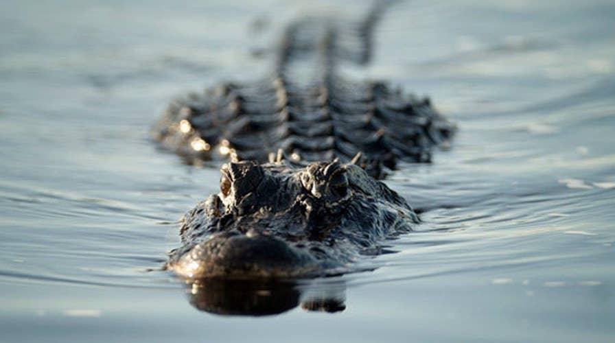 Employees reportedly warned Disney of alligator issues