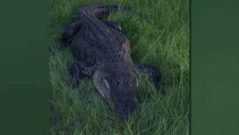 Mating season means active alligators in Florida