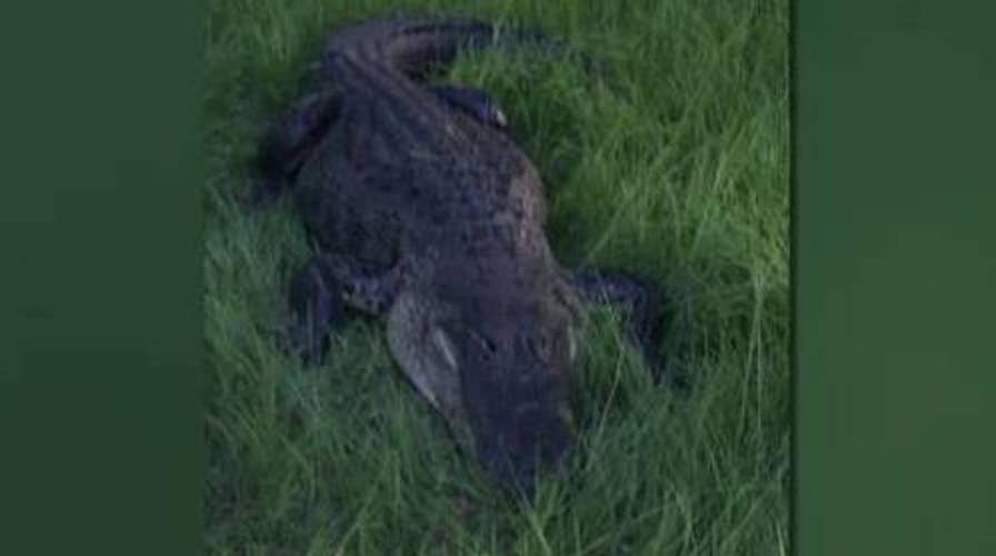 Nearly 9-foot alligator attacks man in his Florida yard