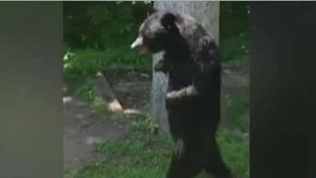 Bear that walks like a human re-emerges in New Jersey