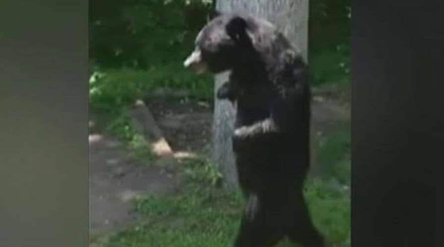'Pedals' the bear seen strolling on hind legs in New Jersey