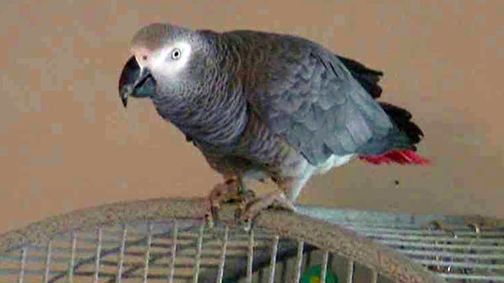 Can parrot's words be used as evidence in murder trial?