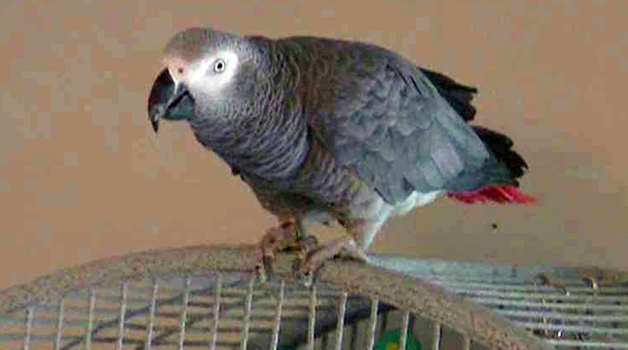Can parrot's words be used as evidence in murder trial?
