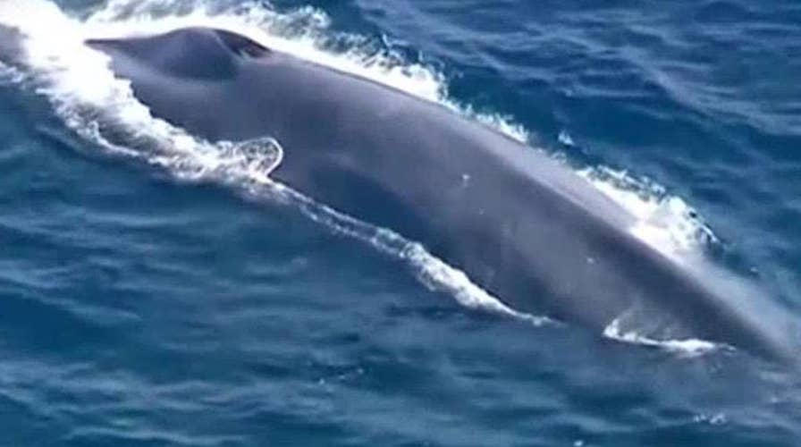 Crews desperately search Pacific for whale tangled in net