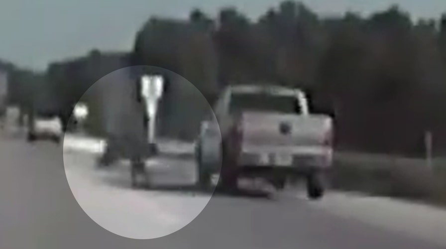 Bear survives scary collision with truck on highway