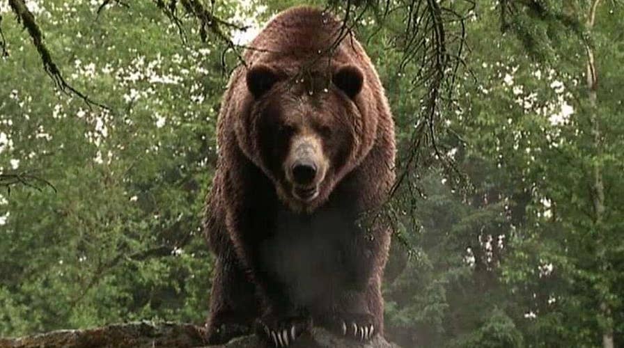 Hunt is on for grizzly bear that killed mountain biker 