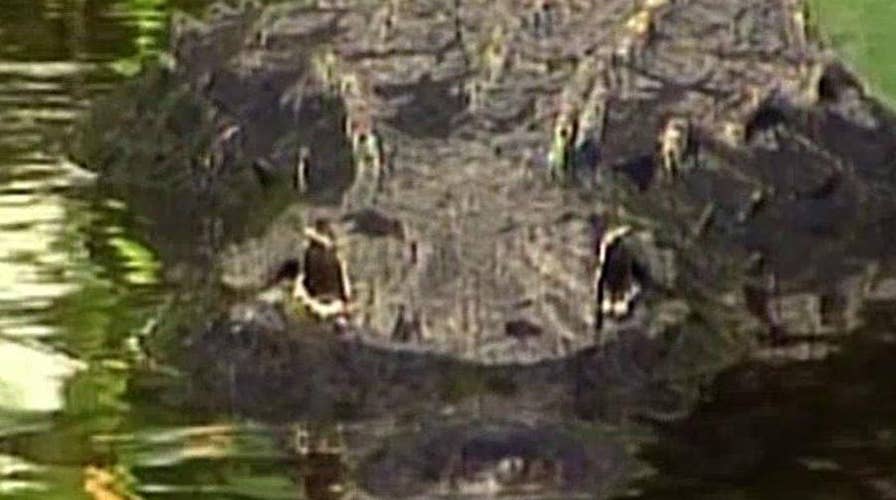 Dad: 2 gators involved in Disney attack that killed son