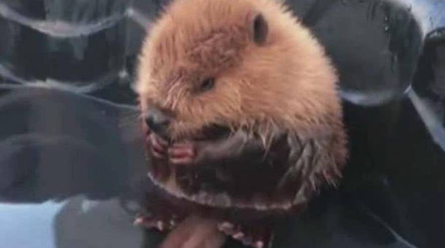 Going Viral: Baby beaver steals the internet's heart