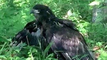 Two Boy Scout camp employees fired after helping injured bald eagle