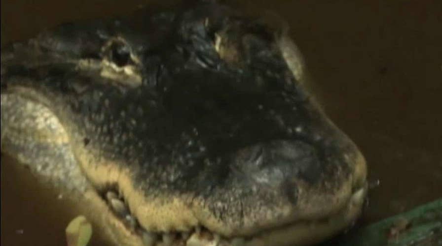 Florida man fighting to keep pet alligator