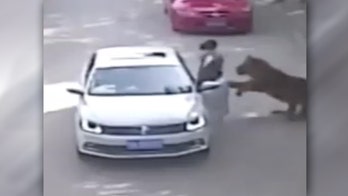 Tiger mauls woman to death in Chinese drive-through wildlife park